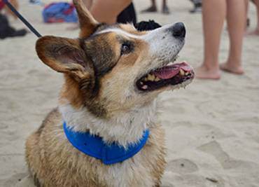 Zona pet friendly, Fido viene al mare con te!